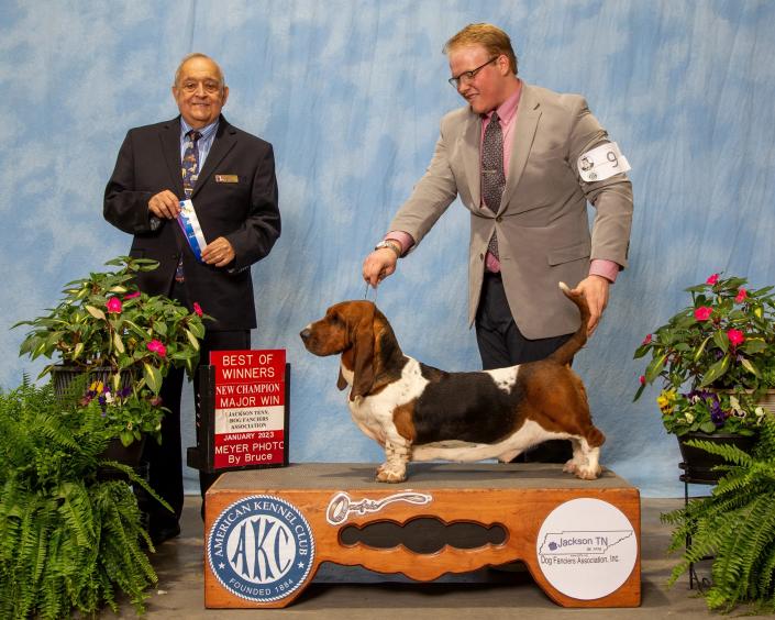 Indy finishing her AKC Championship with Best of Winners for a 5pt major with judge Mr. Dennis Gallant. Shown by owner/professional handler Landon Hutchison.