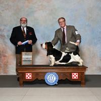 Mozart and Landon at the Purina Farms AKC show.
