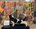 Mozart European Basset Hound male at his first big show as a puppy