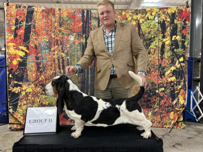 Mozart European Basset Hound male at his first big show as a puppy