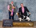 Mozart Basset Hound male winning his first Reserve Best in Show