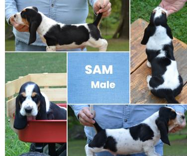 Sam male basset baby 