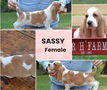 Sassy - basset female baby 