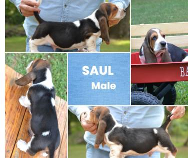 Saul - male basset baby 
