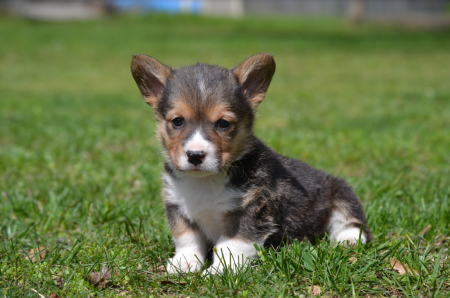 Gabe - Pembroke Welsh Corgi Male 
