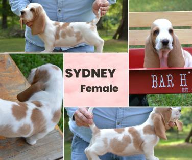 Sydney - female basset baby 
