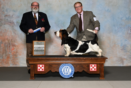 Mozart and Landon June 2022 AKC Show 
