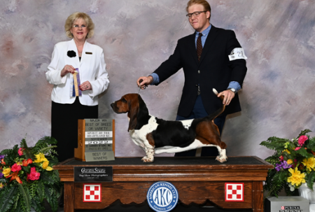 Indy cute european champion basset hound in missouri 
