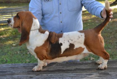 Bessie a Basset Hound Female at Bar H Farms 