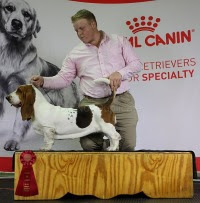 Victory Basset Hound Female