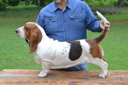 Victory a tri-colored basset hound. 