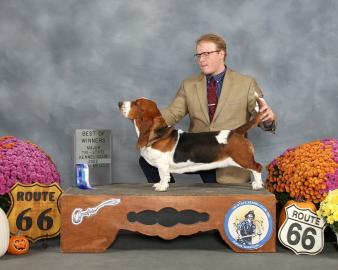 Champion bred european basset hound bred by bar h farms in missouri. 