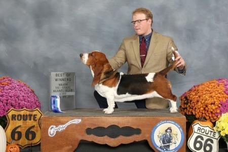 Ellie champion bred european basset hound female 