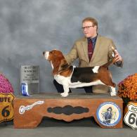 Ellie european basset hound female