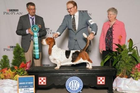 Tandem winning an Award of Merit at the Basset Hound National Specialty from judge Mark Chryssanthis with professional handler Landon Hutchison 