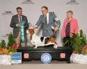 Tandem winning an Award of Merit at the BHCA National Specialty from honorable breeder judge Mark Chryssanthis under professional handler Landon Hutchison