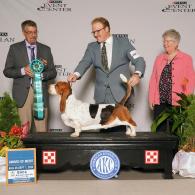 Tandem AKC Grand Champion European Basset Hound male