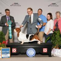 Tandem grand champion basset hound male winning an award of merit at the BHCA national specialty