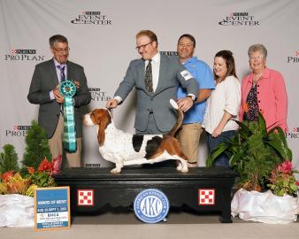 Tandem grand champion basset hound male winning an award of merit at the BHCA national specialty