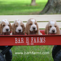 Dory and Bean's 100% European Basset Hound girls 