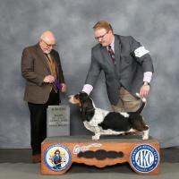 Blossom working on her akc championship, bred by bar h farms in missouri 