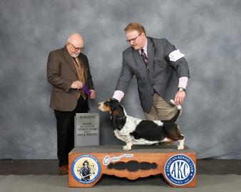 Blossom working on her akc championship, bred by bar h farms in missouri 
