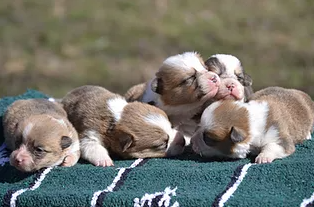 Corgi girl puppies  